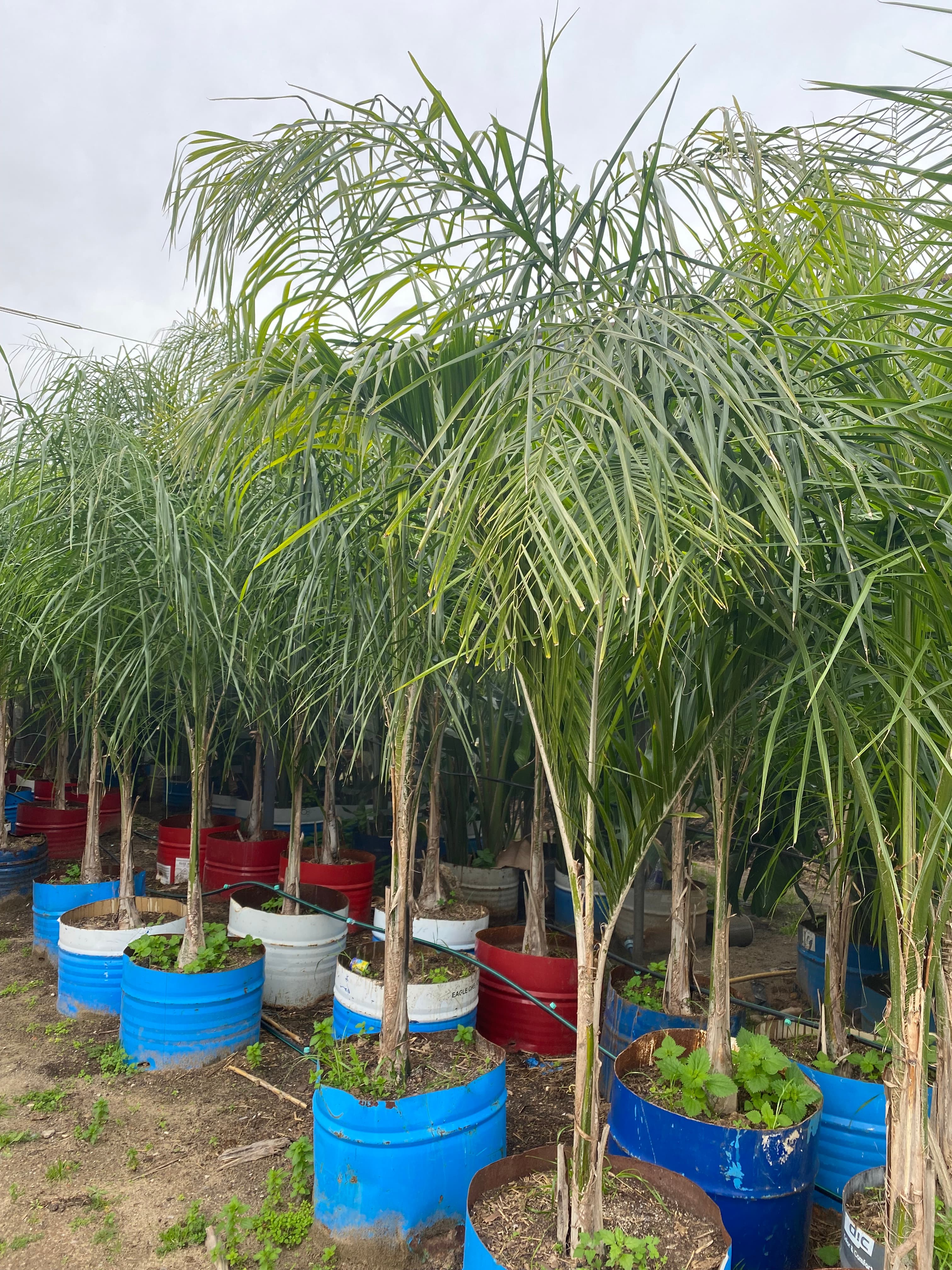 نباتات وتصميم